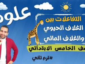 maxresdefault (39).jpg